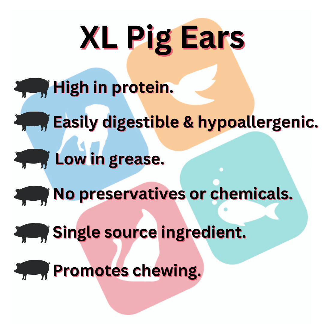 Pigs Ears Extra Large Dog Treats Chew High in Protein Low in Fat Hypoallergenic