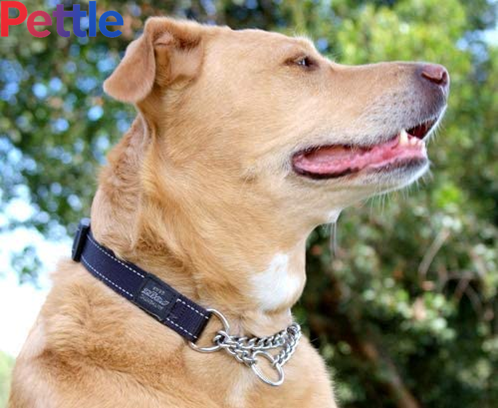 Reflective Nylon Choke Collar; Slip Show Obedience Training Gentle Choker for Medium Dogs, Orange