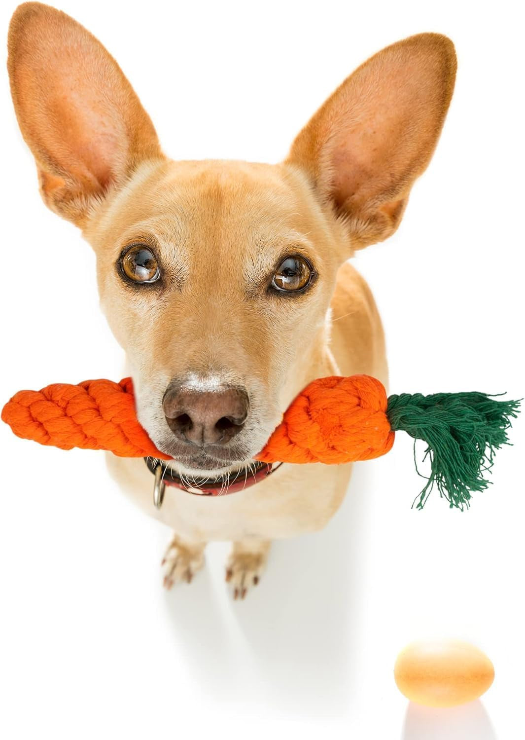 Dog Chew Toys (10-Pack) - Puppy Toys for Boredom - Indestructible Rope & Squeaky Teething Toys for Small & Medium Dogs