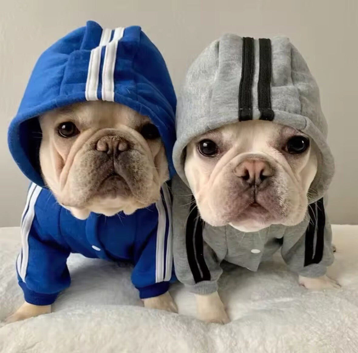 Adidog Dog Tracksuit Pet Jumpsuit Stylish Hoodie Puppy Clothes Summer Outfit Dog