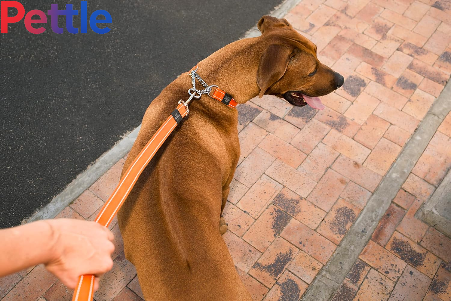 Reflective Nylon Choke Collar; Slip Show Obedience Training Gentle Choker for Medium Dogs, Orange