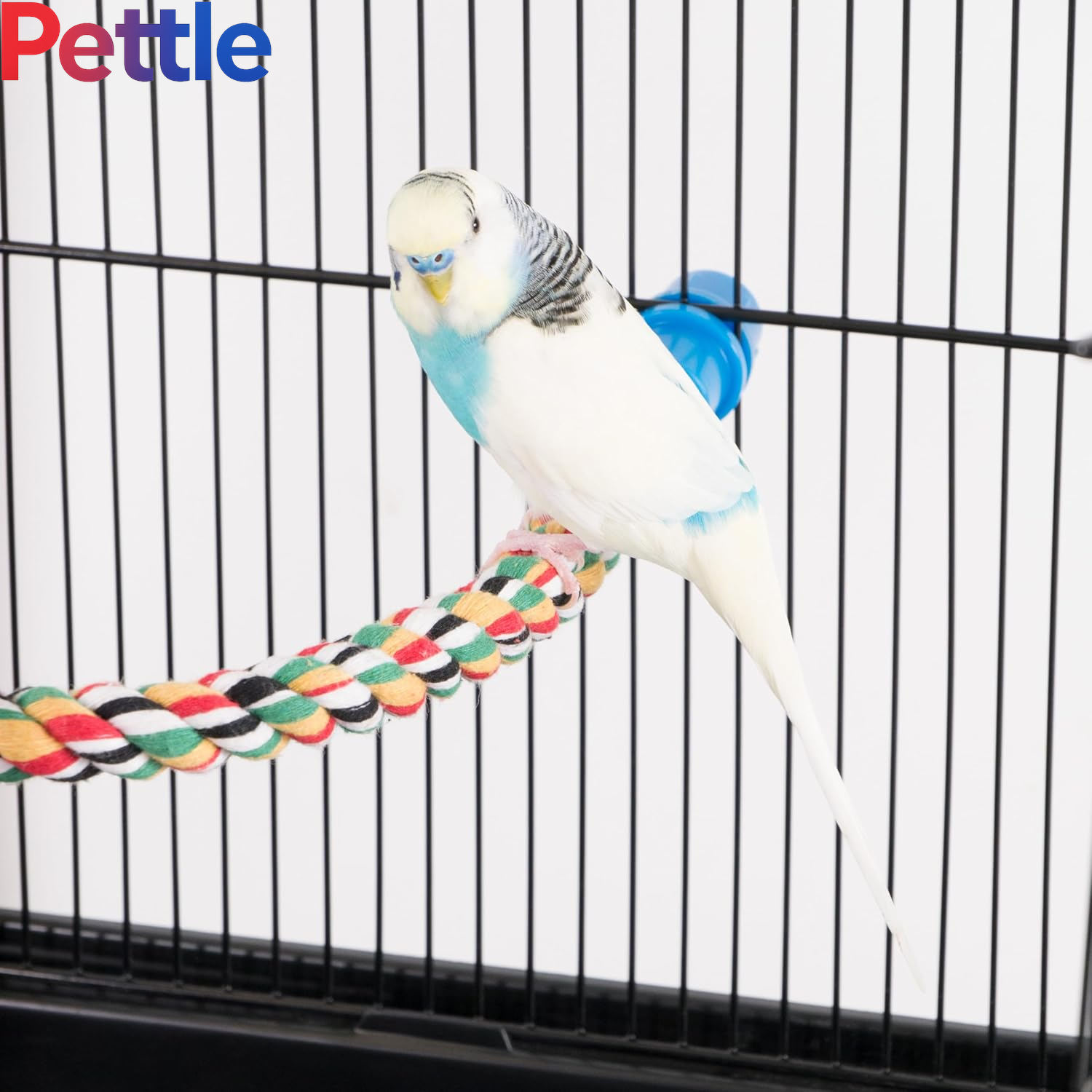 Bird Life Multicolored and Flexible Rope Perch – Create Fun, Colorful Curves and Bends – Great for Small and Medium Birds – 21” Long